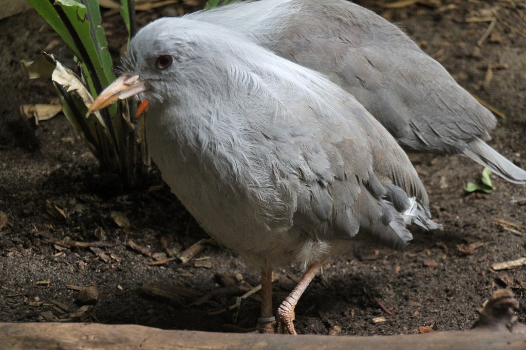 Kagu (Rhynochetos jubatus) am 11.3.2010 im Zoo Berlin. Dieser flugunfhige Vogel stammt aus Neukaledonien.