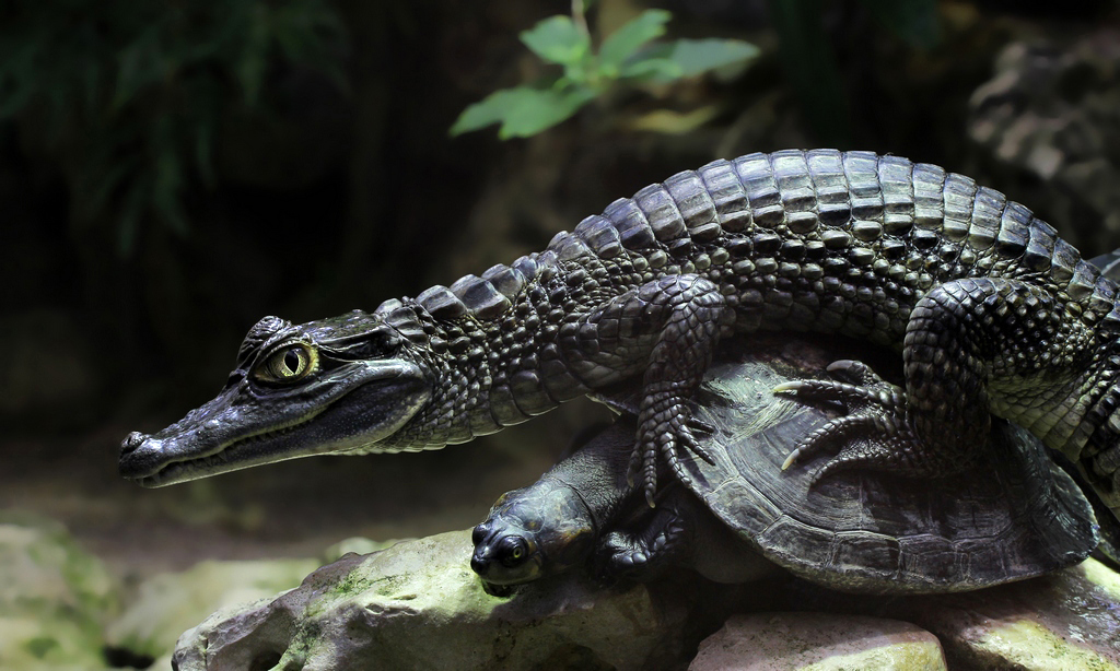 Kaiman mit Terekay-Schienenschildkrte
Leider nicht ganz auf's Bild bekommen. Anfangsbrennweite zu gross. 