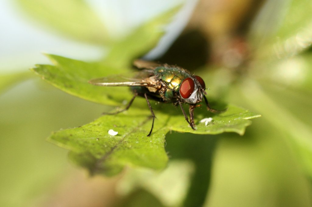 Kaisergoldfliege (Lucilia caesar) am 21.5.2010 in Groheringen.