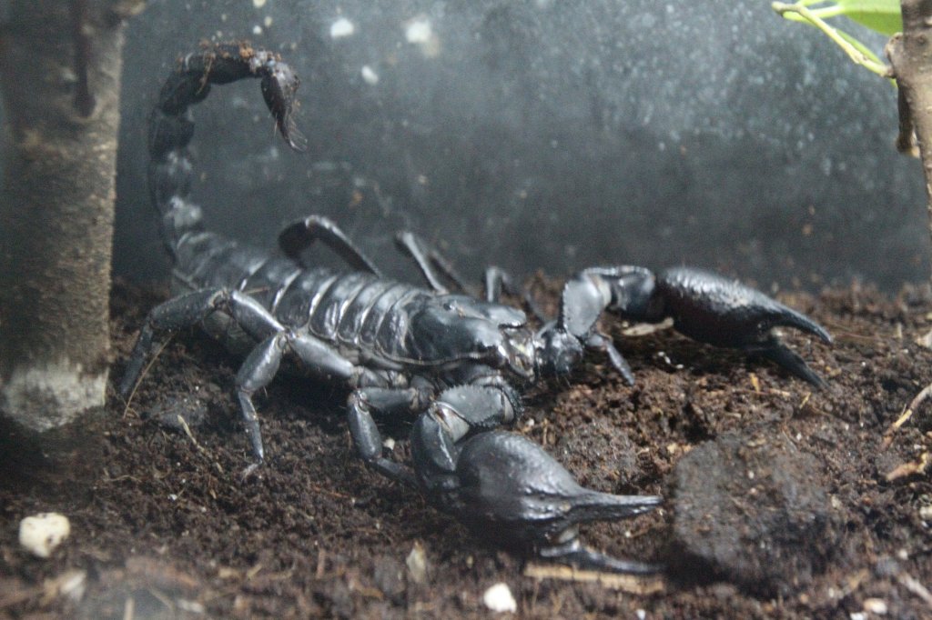 Kaiserskorpion (Pandinus imperator) am 2.5.2010 im Freizeitpark Memleben.