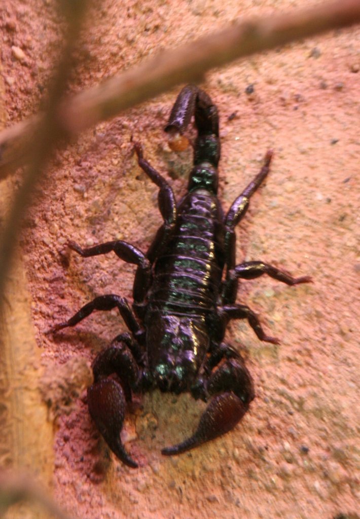 Kaiserskorpion (Pandinus imperator) am 7.12.2009 im Zoo Dresden.