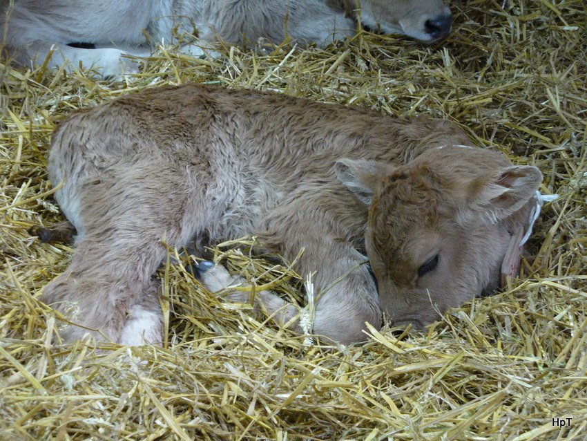 Kalb im Areal der Olma( Ausstellung der Landwirte in der Ostschweiz) am 14.10.2009