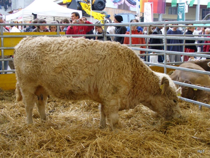 Kalb im Areal der Olma( Ausstellung der Landwirte in der Ostschweiz) am 14.10.2009