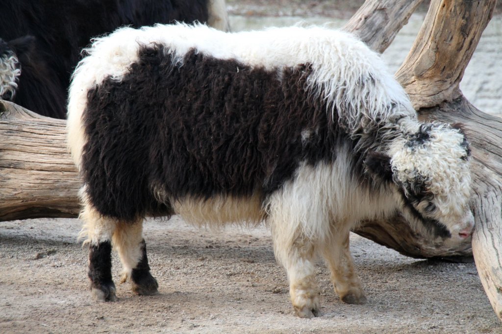 Kalb eines Hornlosen Yaks am 11.3.2010 im Zoo Berlin.