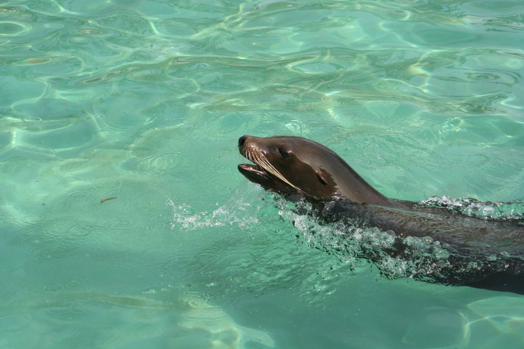 Kalifornischer Seelwe bei der Lieblingsbeschftigung, dem Schwimmen. Wilhelma 30.3.2008.