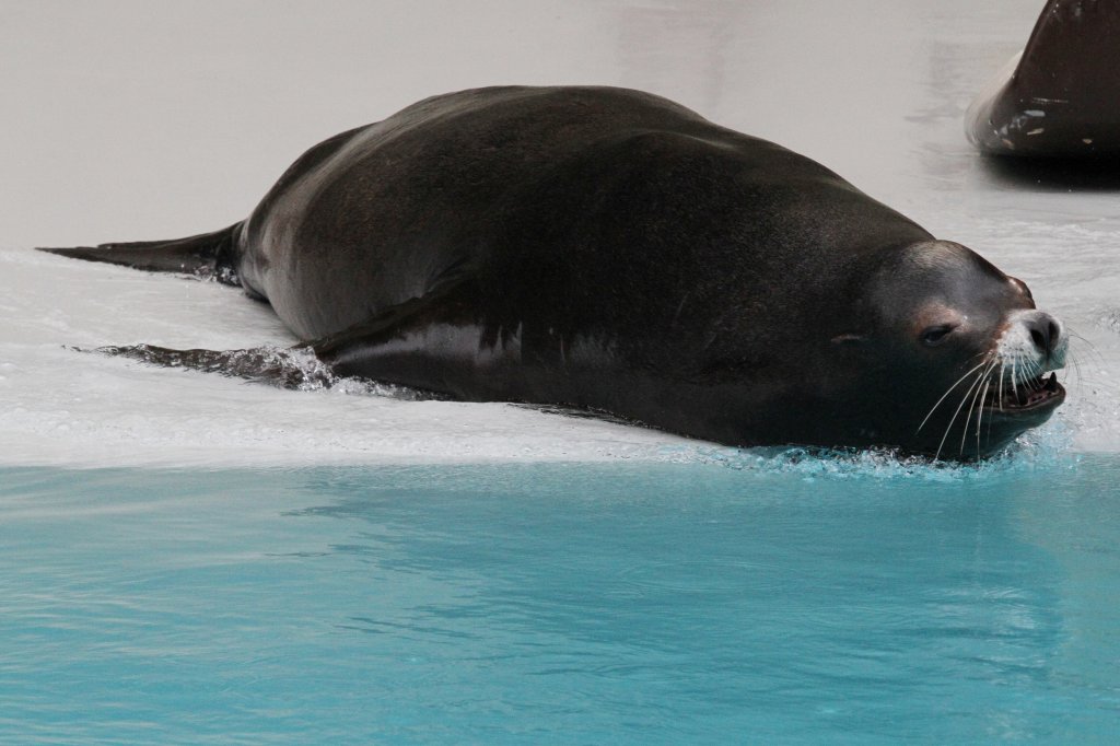 Kalifornischer Seelwe (Zalophus californianus) bei einer Show im Marineland in Niagara Falls,ON.