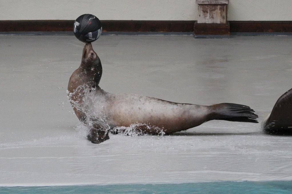 Kalifornischer Seelwe (Zalophus californianus) bei einer Show im Marineland in Niagara Falls,ON. Dieses Tier mu mit einem Ball eine Rutsche herunterrutschen.