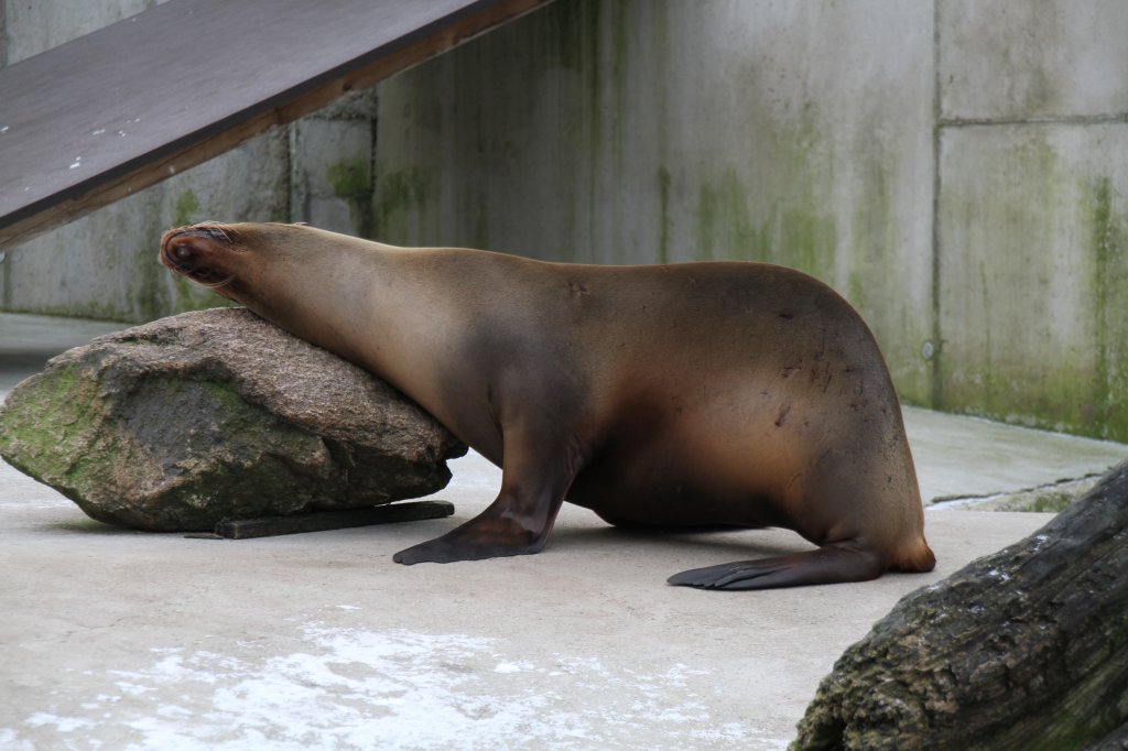 Kalifornischer Seelwe (Zalophus californianus) beim Kratzen an einem Stein. Zoo Karlsruhe am 9.2.2010.
 
