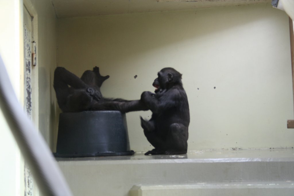 Kampeleien im Affenhaus. Wer will mir in die Gurgel? Flachlandgorilla in Stuttgart 30.3.2008.