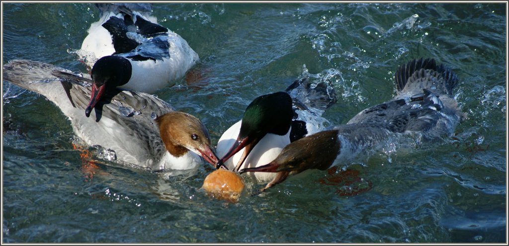 Kampf ums Brot...
(06.03.2012)