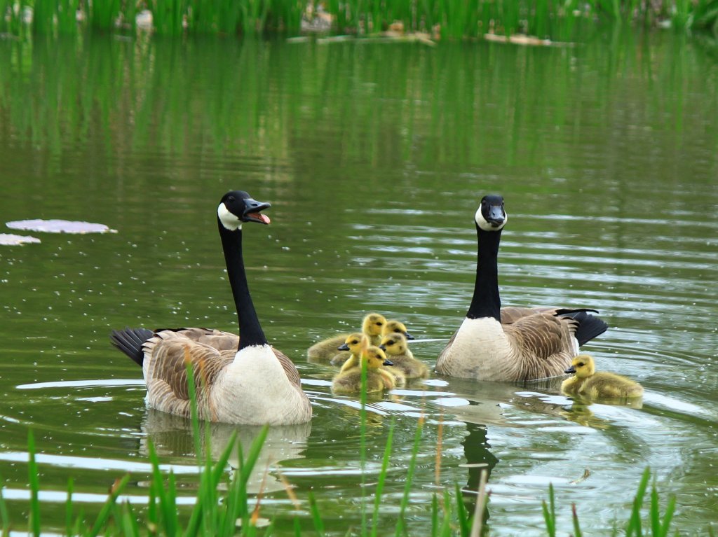 Kanadagnse mit ihrem Nachwuchs am 03.05.2012 auf einem Teich hinter dem Aachener Klinikum.