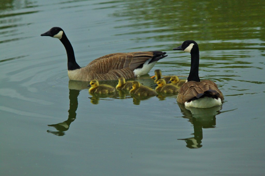 Kanadagnse mit ihrem Nachwuchs am 03.05.2012 auf einem Teich hinter dem Aachener Klinikum.