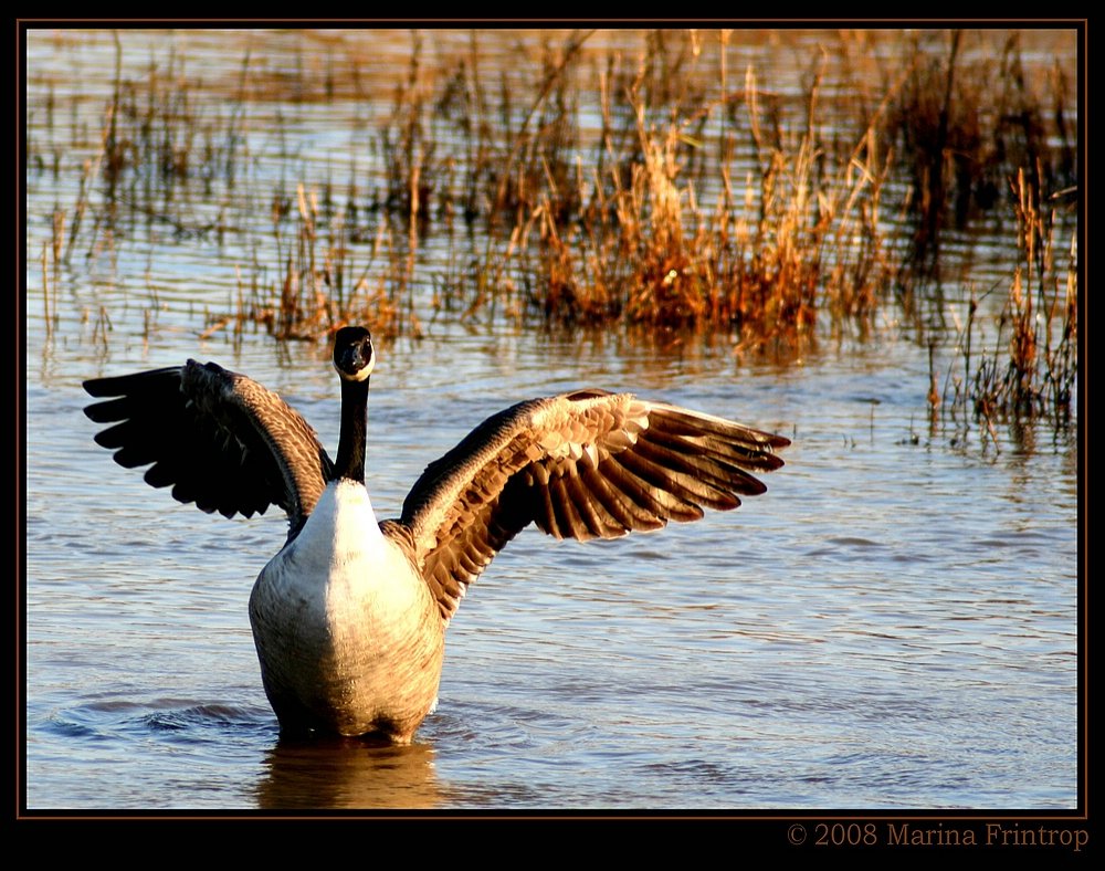 Kanadagans (Branta canadensis) - Am Rhein in Duisburg