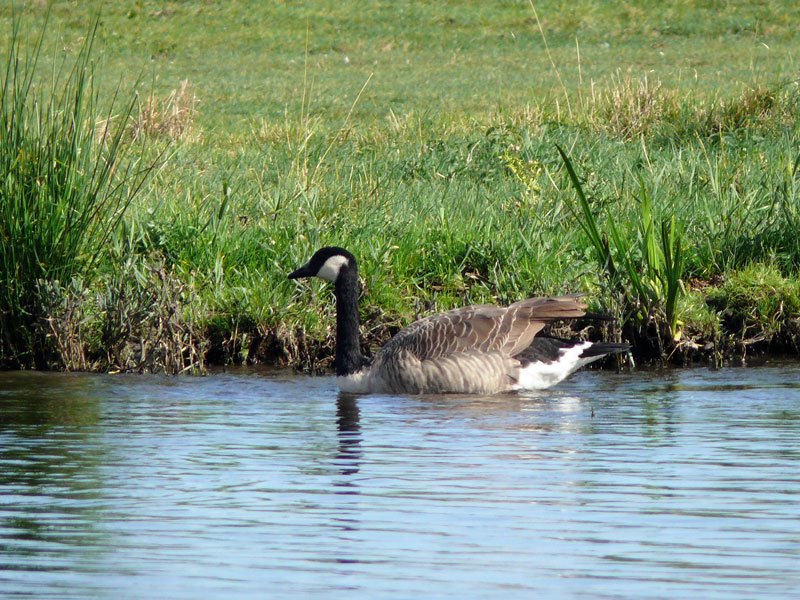 Kanadagans (Branta canadensis) auf der Dove Elbe; 17.09.2009
