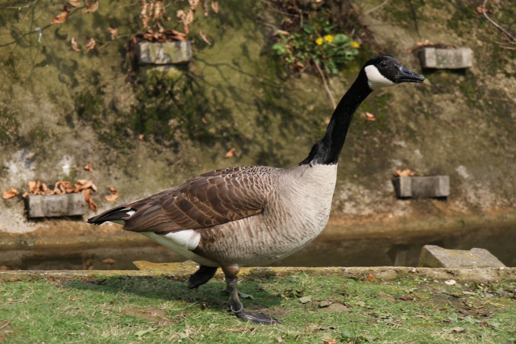 Kanadagans setzt sich in Bewegung um dann in den Angriff berzugehen. Vogelpark Dielheim-Balzfeld am 14.4.2010.