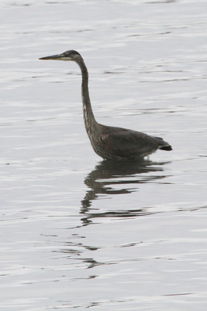 Kanadareiher (Ardea herodias) im Saint-Lawrence-River. Saint-Joseph-de-Sorel am 16.9.2010 