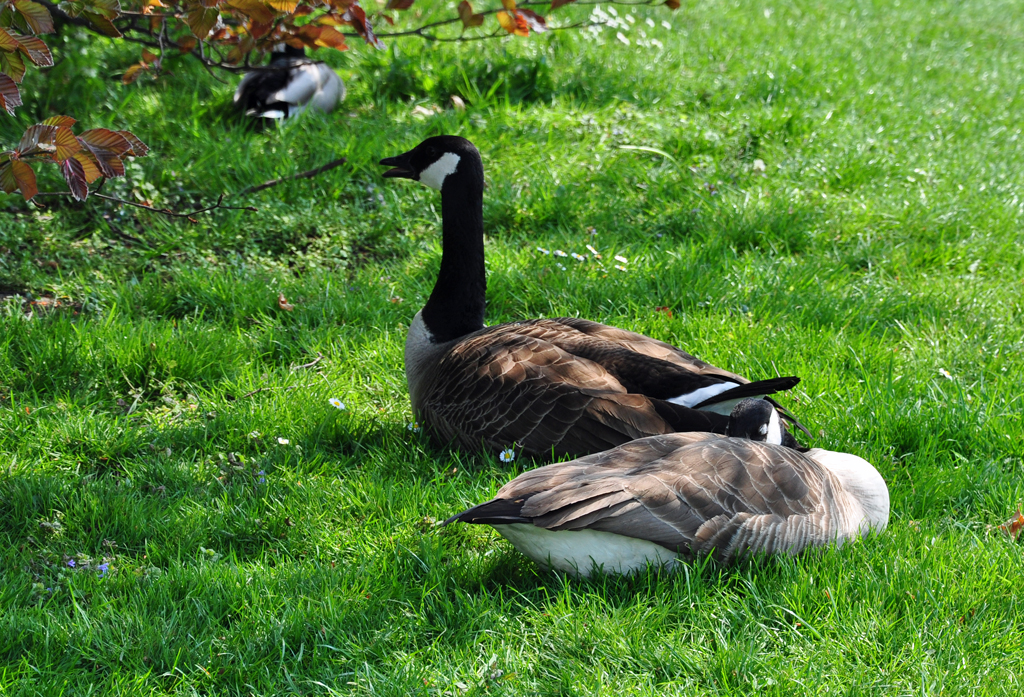 Kanadische Gnse im Park des Brhler Schlosses - 23.04.2011