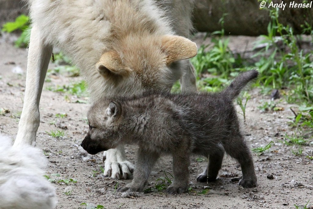 Kanadische Wlfe (Polarwlfe). Die Welpen sind bei der Geburt noch blind und weisen etwa ein Gewicht von 400 bis 500 Gramm auf. Ihre Augen ffnen sie zum esten Mal etwa nach vierzehn Tagen.