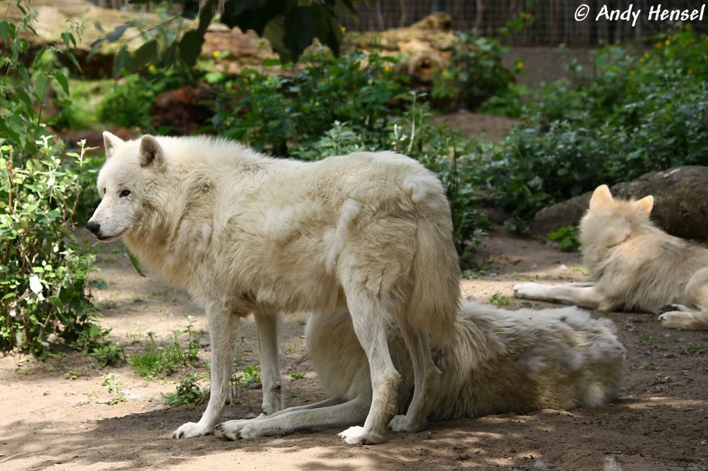 Kanadische Wlfe (Polarwlfe) jagen als Hetzjger im Rudel grere Huftiere wie Karibus, Elche, Rene, Bisons und hnliche Tiere.