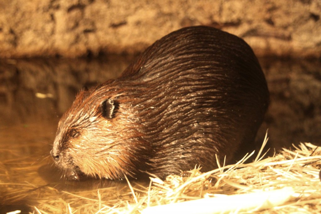 Kanadischer Biber (Castor canadensis) am 18.9.2010 im Zoo Sauvage de Saint-Flicien,QC. 