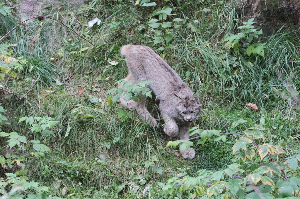 Kanadischer Luchs (Lynx canadensis) am 18.9.2010 im Zoo Sauvage de Saint-Flicien,QC.