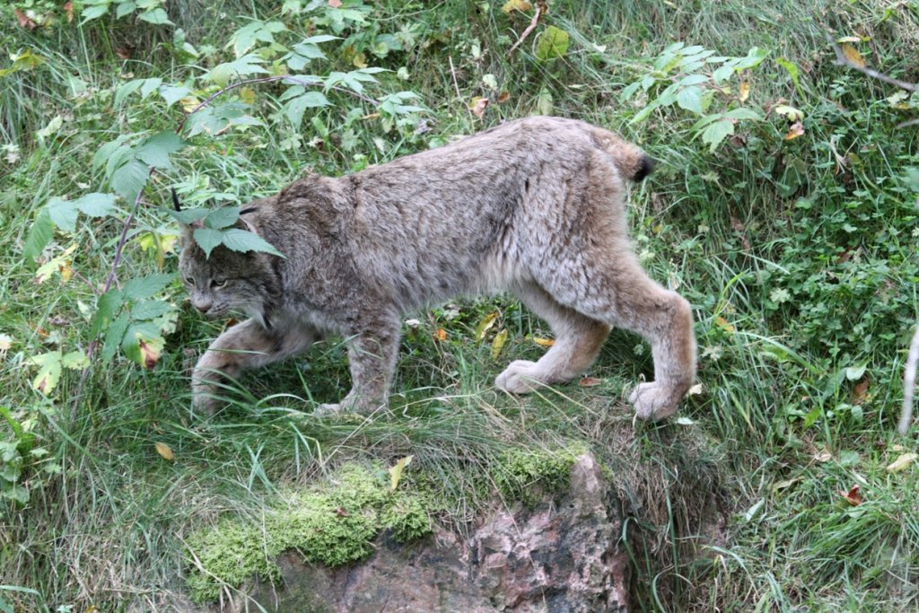 Kanadischer Luchs (Lynx canadensis) am 18.9.2010 im Zoo Sauvage de Saint-Flicien,QC.