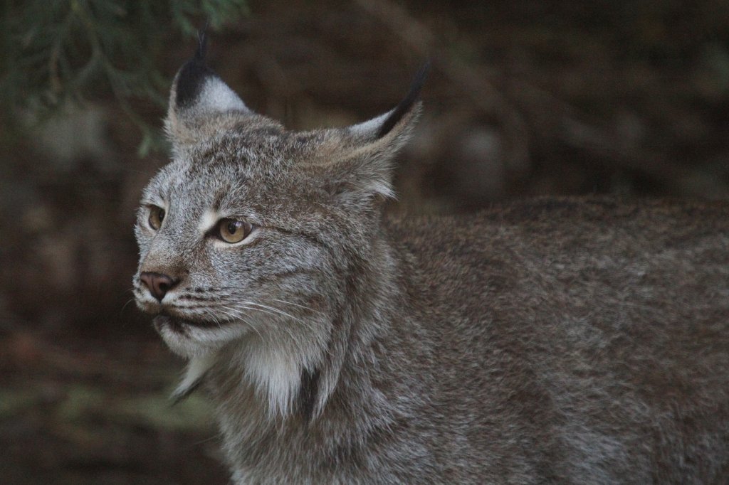 Kanadischer Luchs (Lynx canadensis). Toronto Zoo am 13.9.2010.
