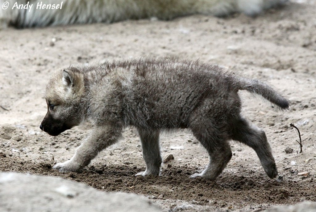 Kanadischer Wolf (Jungtier) (Polarwolf)