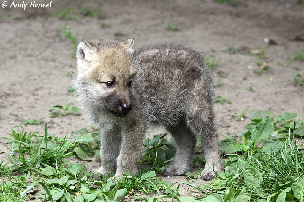 Kanadischer Wolfswelpe (Polarwolf - geb. am 30.04.2010).