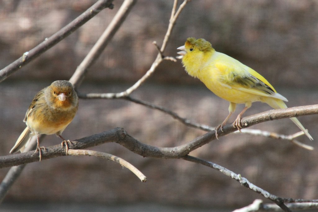 Kanarienvgel beim Singen. 18.4.2010 im Tierpark Berlin.