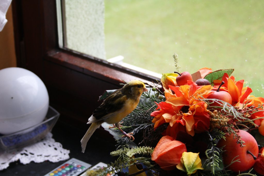 Kanarienvogel Carly am 31.08.2011.