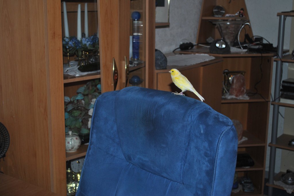 Kanarienvogel Merlin, auf mein PC-Sessel. Foto vom 27.11.10.