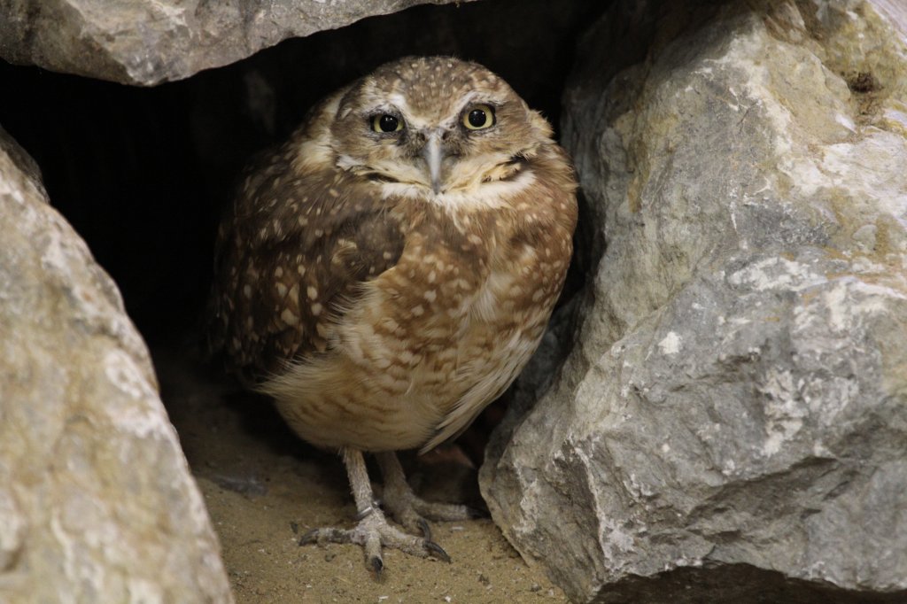 Kaninchenkauz (Athene cunicularia) vor seiner Hhle. Zoo Sauvage de Saint-Flicien,QC am 18.9.2010.