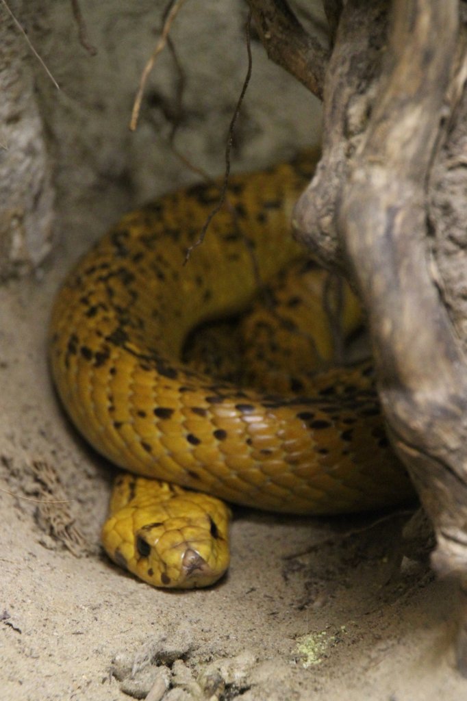 Kapkobra (Naja nivea) im Tierpark Berlin.