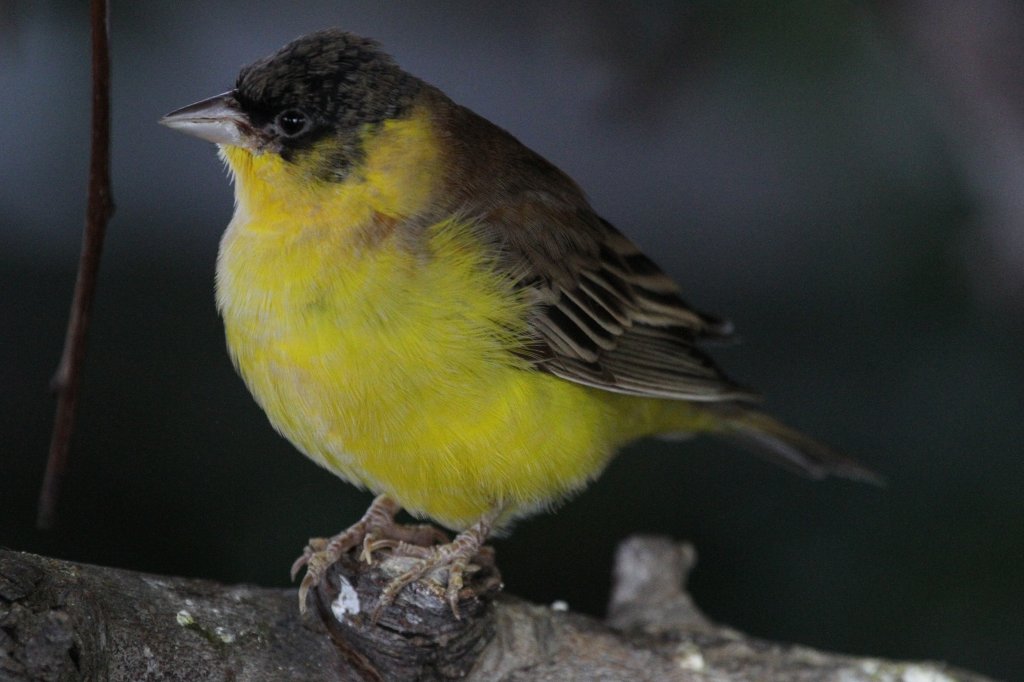 Kappenammer (Emberiza melanocephala) am 3.10.2010 im Bird Kingdom in Niagara Falls, Ontario. 