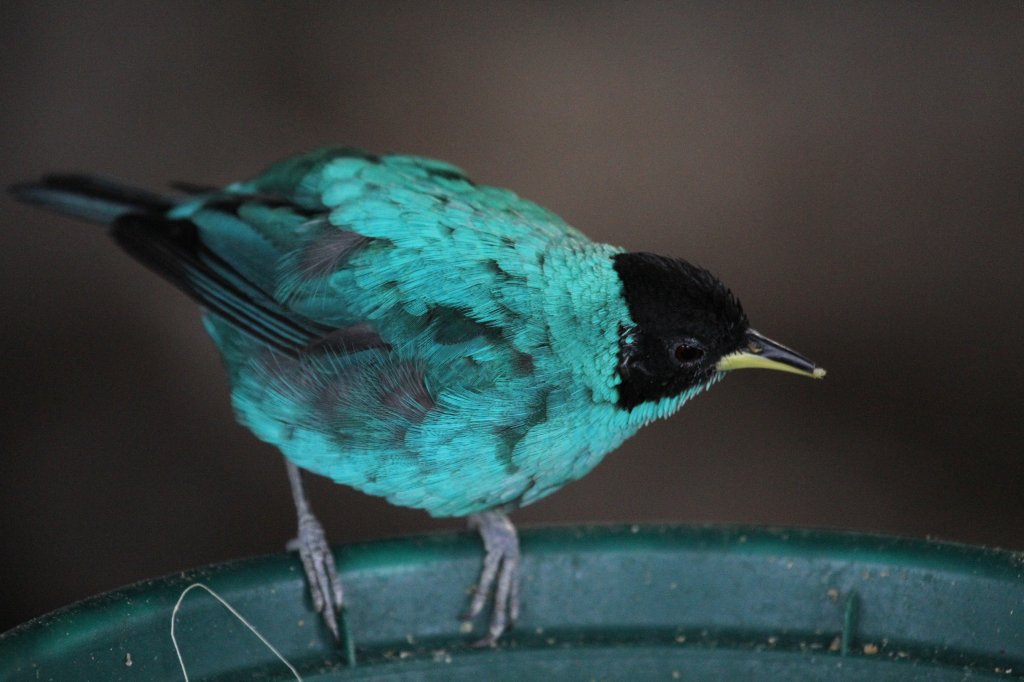 Kappennaschvogel (Chlorophanes spiza) am 3.10.2010 im Bird Kingdom in Niagara Falls, Ontario.