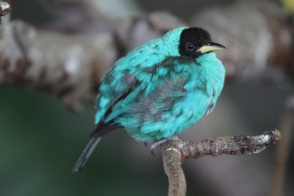 Kappennaschvogel (Chlorophanes spiza) am 3.10.2010 im Bird Kingdom in Niagara Falls, Ontario.