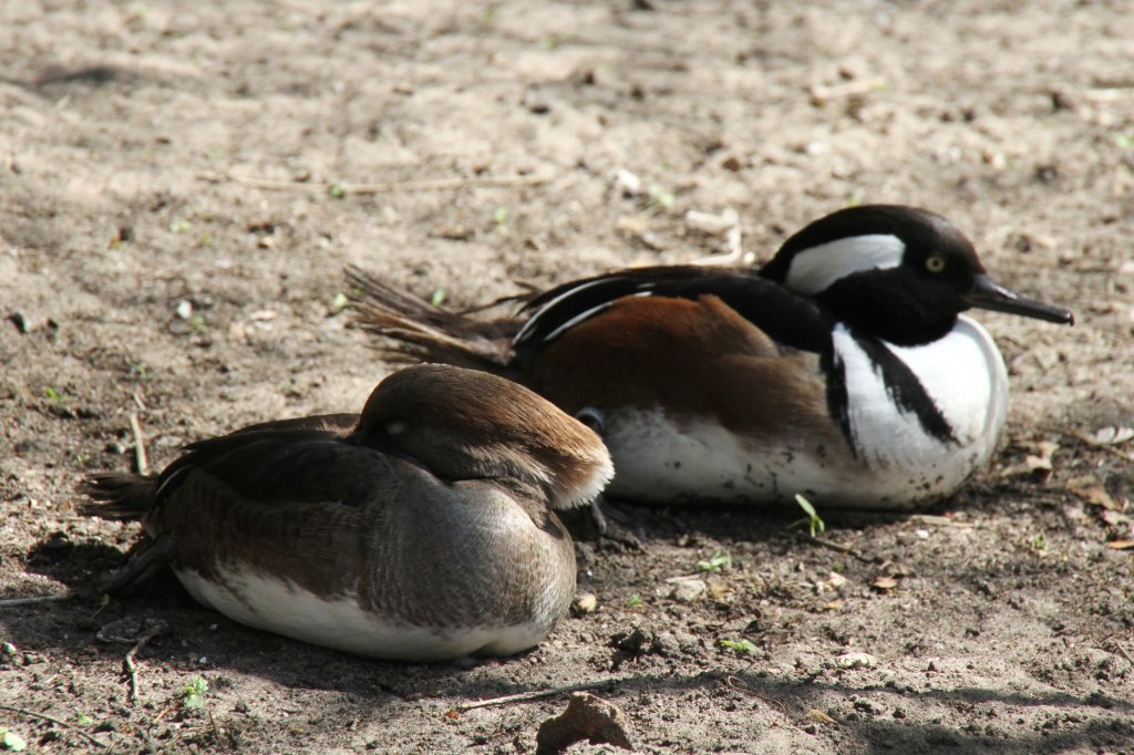 Kappensger-Prchen (Lophodytes cucullatus) im Tierpark Berlin.