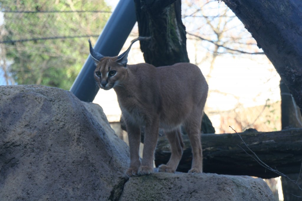 Karakal auf Aussichtsfelsen. Zoo Dresden am 7.12.2009. 
