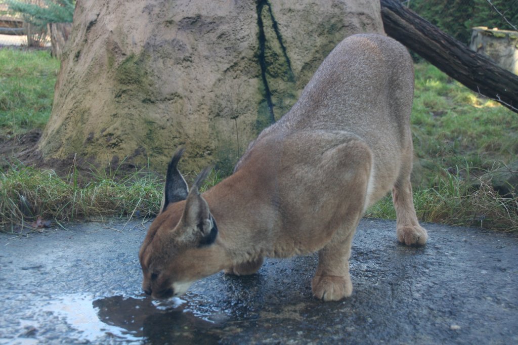 Karakal beim Triken aus einer Wasserstelle. Zoo Dresden am 7.12.2009. 
