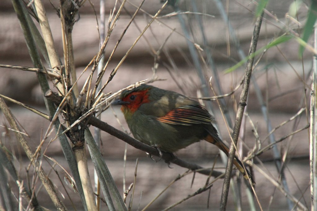 Karminflgelhherling (Liocichla phoenicea) im Tierpark Berlin.
	