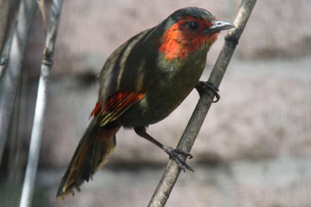 Karminflgelhherling (Liocichla phoenicea) im Tierpark Berlin. 