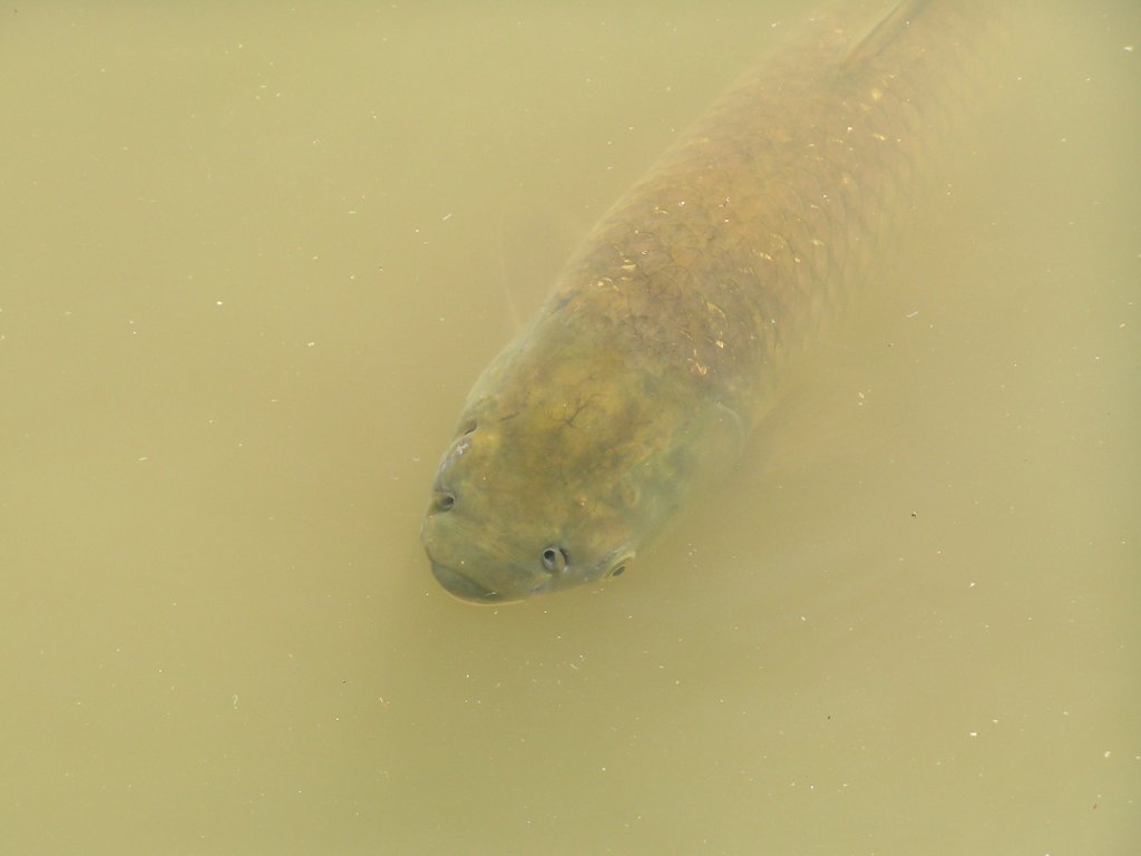 Karpfen in einem Teich der Autostadt (WOLFSBURG/Deutschland, 31.08.2005)