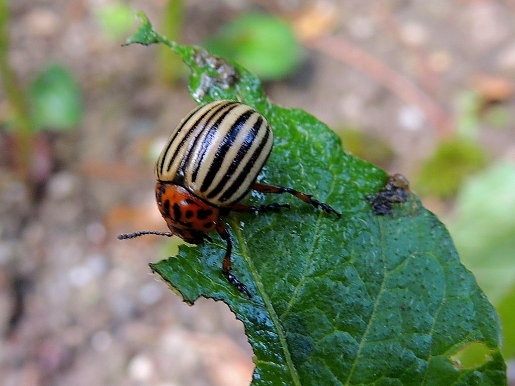 Kartoffelkfer (Leptinotarsa decemlineata) leistet ganze Arbeit; 130615