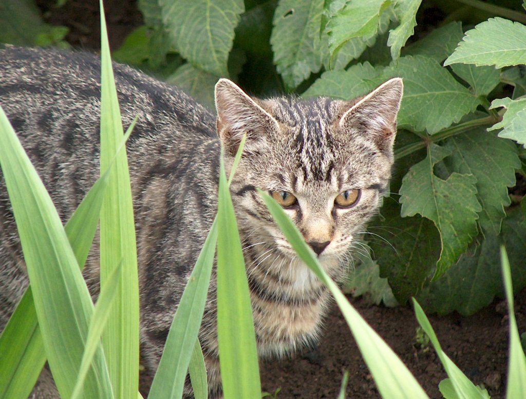 Kater  Sammy  auf der Pirsch - Foto vom 07.07.2005