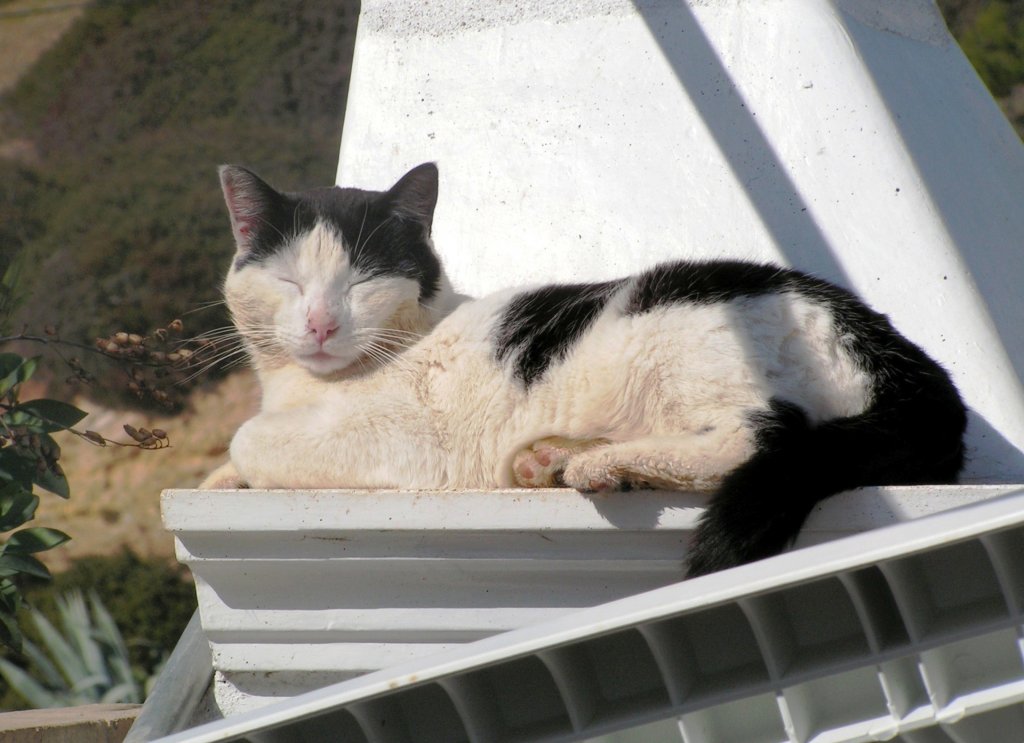 Kater in der Sonne an der Praia da Salema (BUDENS, Distrikt Faro/Portugal, 09.02.2005) -- eingescanntes Foto