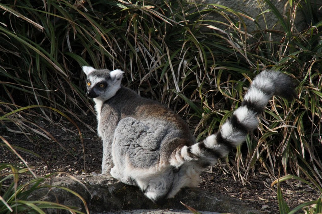 Katta (Lemur catta) am 19.3.2010 im Zoo Basel.