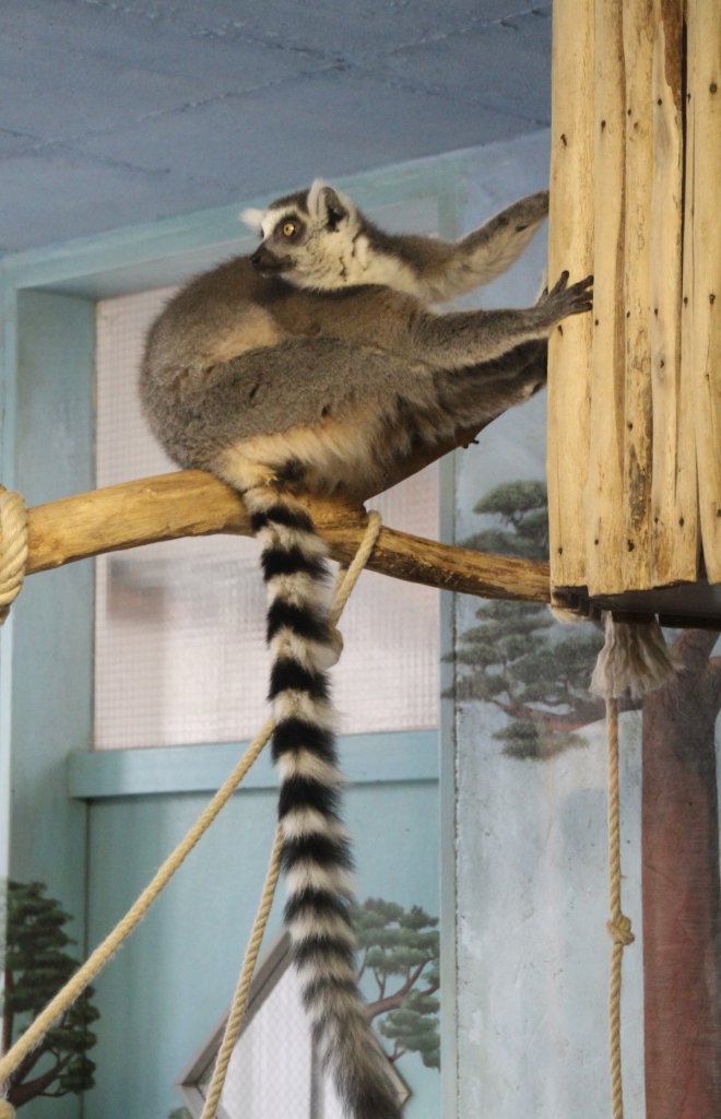 Katta (Lemur catta) in einer etwas komischen Pose. Zoo Karlsruhe am 9.2.2010.
