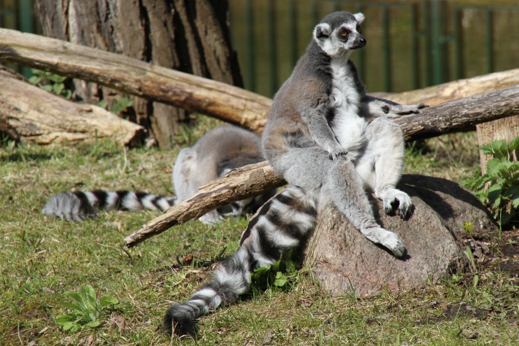 Katta (Lemur catta) im Tierpark Berlin.