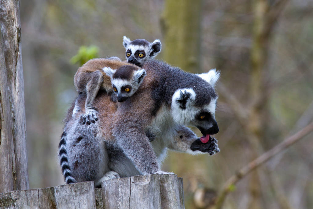 Kattamutter mit 2 Jungtieren im Tierpark Ueckermnde. - 17.04.2011